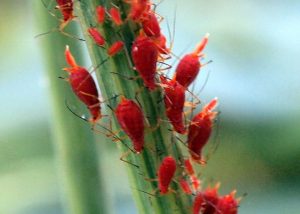 Red Aphids 300x214 