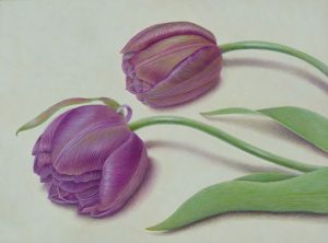 dicostanzo - two tulips