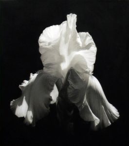 M. Joy Lemon