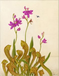 Carol Woodin